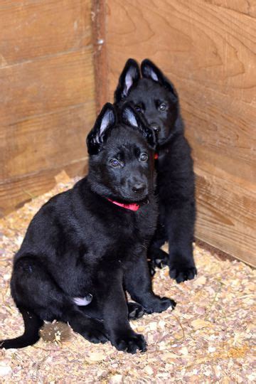 Looking For An All Black Purebred German Shepherd Puppy In City Of