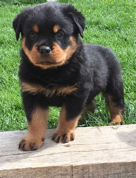 Rottweiler Puppies Austin Texas Rottweiler Puppies For Sale Dallas