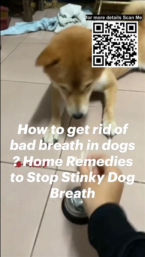 How To Get Rid Of Bad Breath In Dogs Home Remedies To Stop Stinky Dog