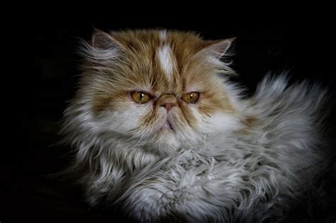 9 Perbedaan Kucing Anggora Dan Persia Mana Yang Lebih Ramah Anak