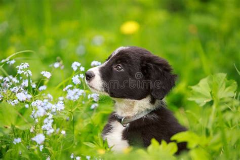 Border Collies Stock Photo Image Of Puppy Summer Collies 31383068