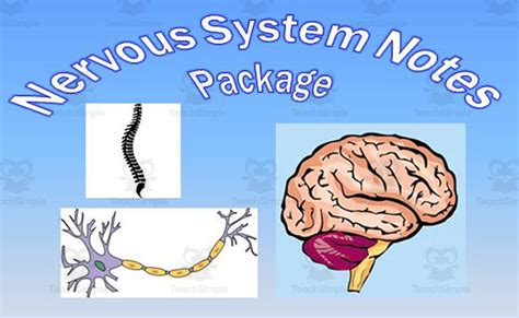 Nervous System Powerpoint Presentation By Teach Simple
