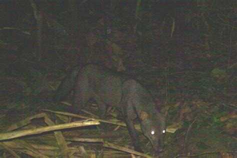 Could Camera Trap Videos Galvanize The World To Protect Yasuni From Oil