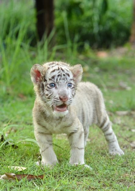 Baby White Bengal Tiger Premium Photo