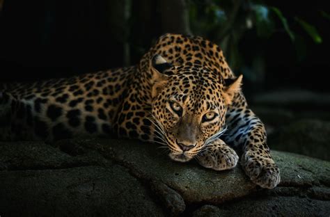 Leopard Desktop Wallpapers Top Free Leopard Desktop Backgrounds