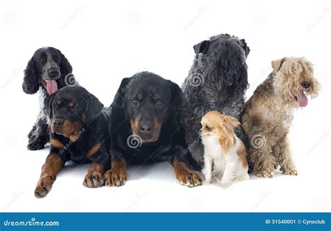 Six Dogs Stock Image Image Of Friendship Gray Studio 31540001