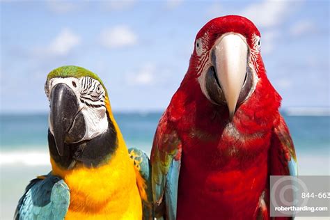 Colourful Parrots Punta Cana Dominican Stock Photo