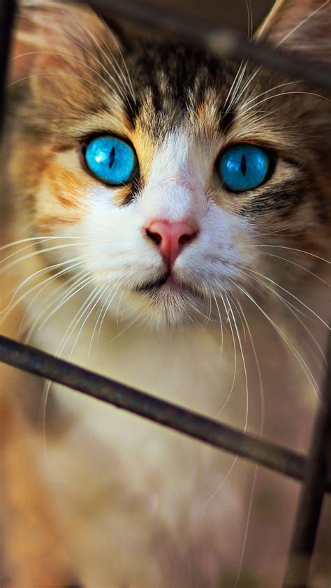 Cat, black, yellow, eyes, 4k. Cute Cat Blue Eyes Free 4K Ultra HD Mobile Wallpaper