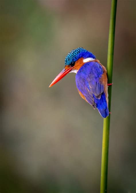 How To Photograph Birds In Africa Nature Ttl