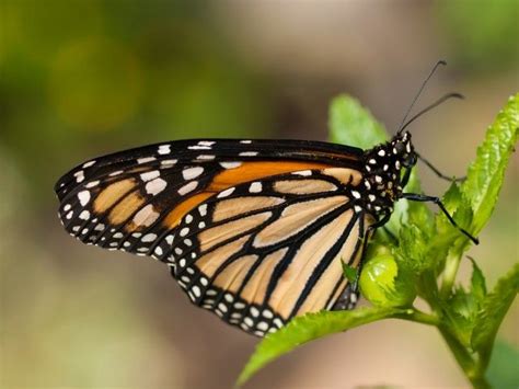 Decline Of Monarch Butterflies Linked To Modern Agriculture Monarch