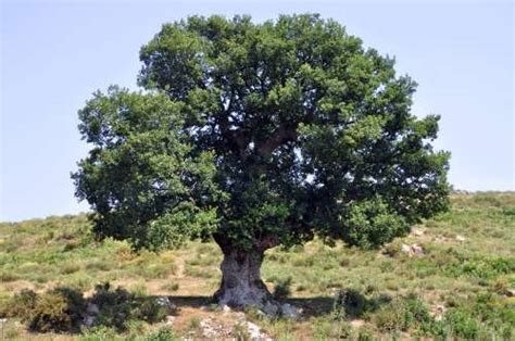 Oak Tree In Corsica Wander Lord