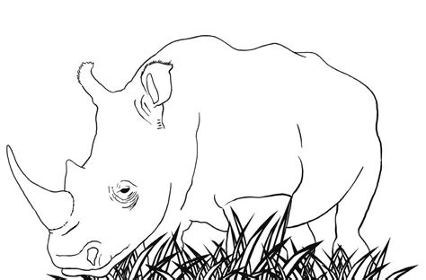 Rinoceronte Branco Comendo Grama Para Colorir Imprimir E Desenhar