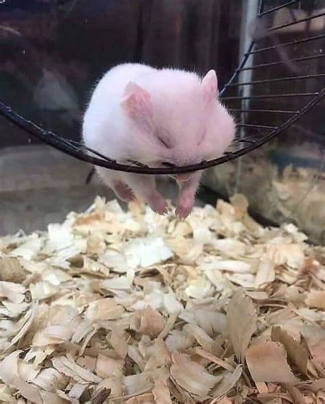 A Small Hamster In A Cage With Wood Shavings