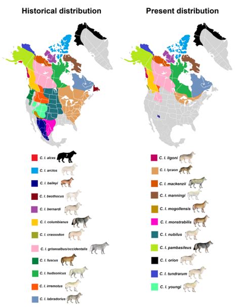North American Grey Wolf Subspecies Distributions North American Wolf