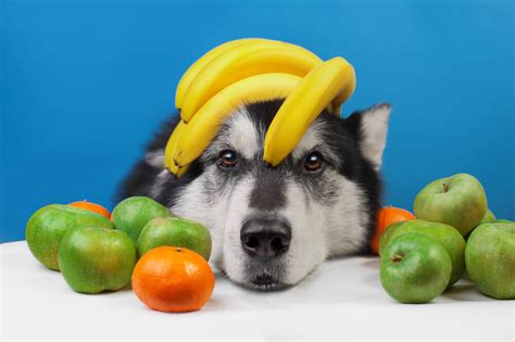 What Fruits Can Dogs Eat 🐶 Petibble