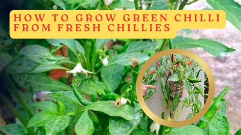 How To Grow Chillies At Home From Fresh Chillies 100 Chillies Per