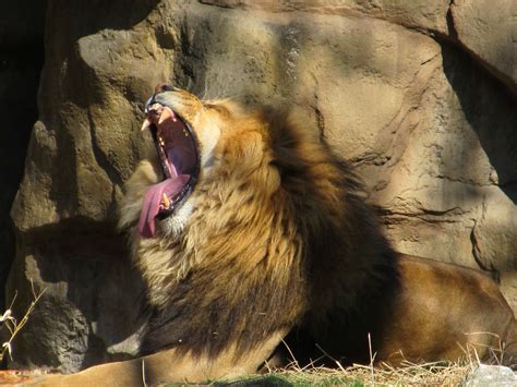 Lion Yawning Free Stock Photo Public Domain Pictures