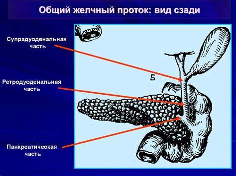 Диета при механическая желтуха Механическая желтуха - презентация онлайн Механическая желтуха - презентация онлайн Диета при механическая желтуха