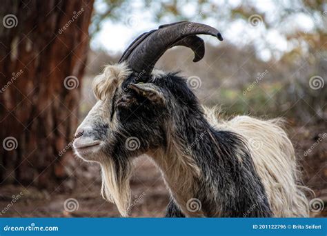 Goat Horn Wool Hooves Bovine Artiodactyl Dairy Pet Beast