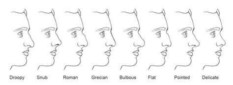 This type of nose shape has been a favourite of artists and is often sketched in their arts. nose types | Nose types, Nose shapes, Greek nose