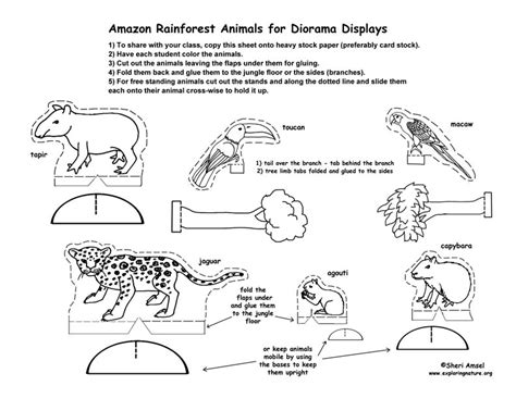 Amazon Rainforest Diorama