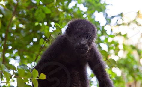 One Eyed Monkey By Jordan Hayman Photo Stock Studionow
