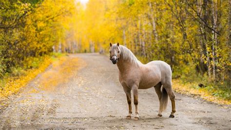 Free Download Road Horse Autumn X Download Close 1600x900 For Your