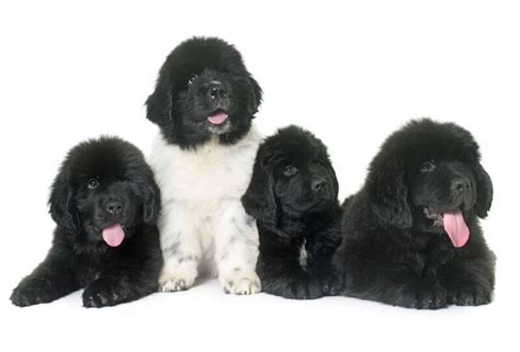 Advice from breed experts to make a the newfoundland is a beautiful, large, stately, strong, and massive dog with a broad heavy head. The Ultimate Newfoundland Dog Cost Guide (with Calculator ...