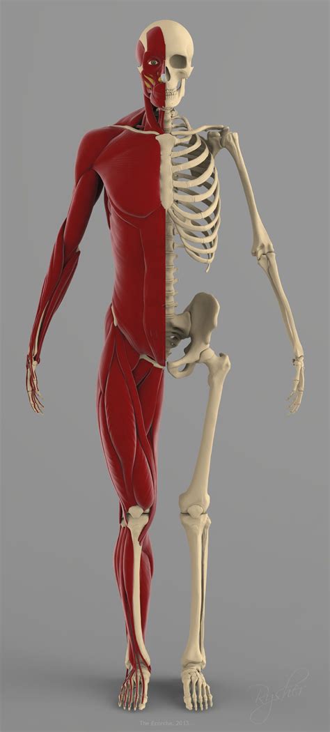Precise Human Skeleton Muscles 3d Model Skeleton Muscles Skeleton