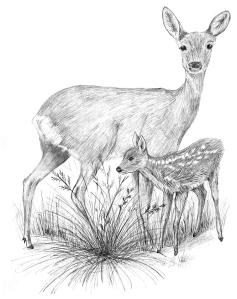 Coloring pages for kids deer coloring pages. Baby Deer Drawing Tumblr Baby deer pencil drawings | Deer drawing, Nature art drawings, Animal ...