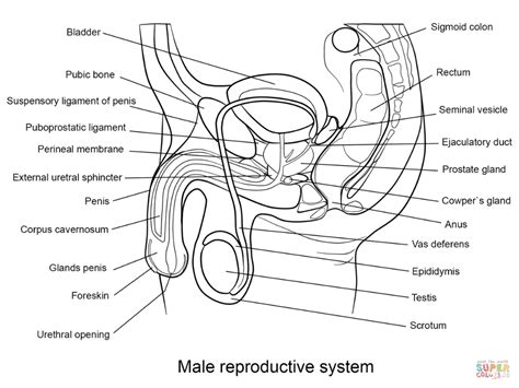 Dibujo Del Sistema Reproductor Masculino Con Sus Partes