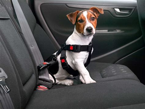hund im auto vorschriften tipps und tricks für das fahren mit tieren