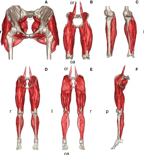 In this guide, i will show you the anatomy of the human torso and i will teach you how to draw the torso in every. Reference data on muscle volumes of healthy human pelvis and lower extremity muscles: an in vivo ...