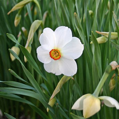 Narcissus Actaea Poets Daffodil Lurie Garden