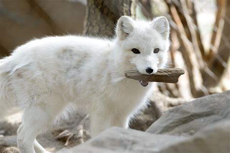 Diet The Arctic Fox