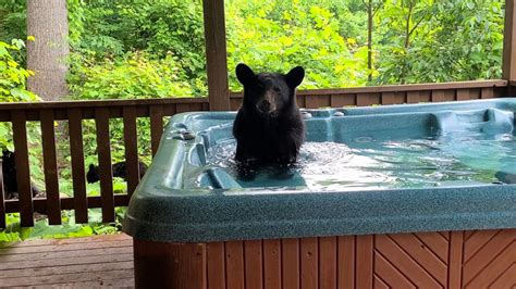 Curious Bear Cub Takes A Dip In Hot Tub Good Morning America