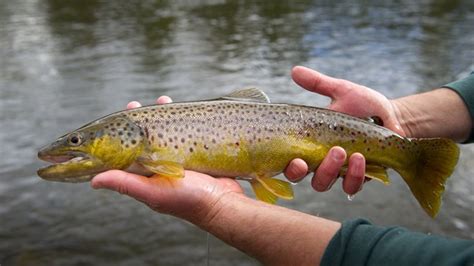 Heres How The National Park Service Plans To Cut Invasive Brown Trout