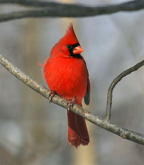 West Virginia State Bird Northern Cardinal Flickr