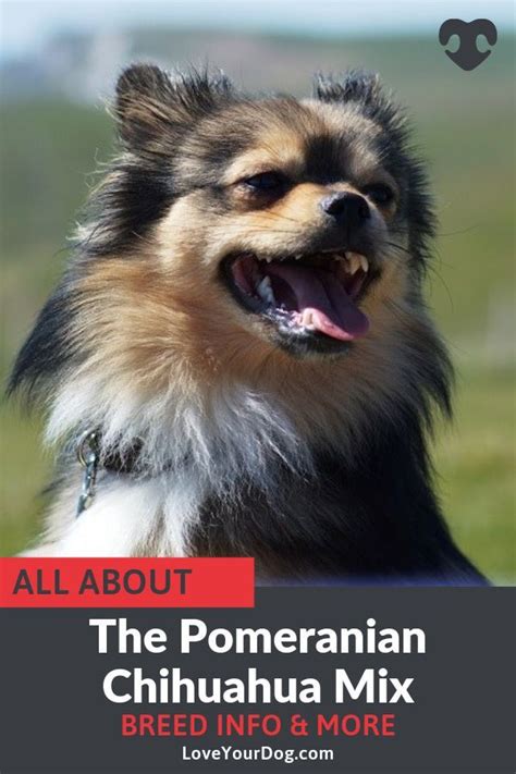 Pomchi Pomeranian Chihuahua Mix Breed Info Facts Traits And Pictures