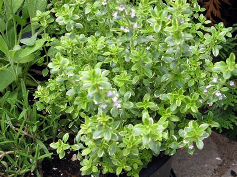 Thyme (thymus vulgaris) is an herb that belongs to the mint family (lamiaceae). Lemon Thyme Care - Growing And Harvesting Lemon Thyme Herbs