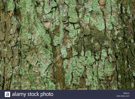 Foliose Lichen Green Hi Res Stock Photography And Images Alamy