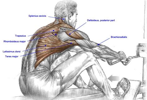 Rib cage pain can arise from injury to any of the muscles, bones, nerves or joints within the thoracic cage region. Seated Rows