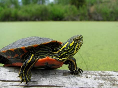 Western Painted Turtle For Sale Online Baby Western Painted Turtles
