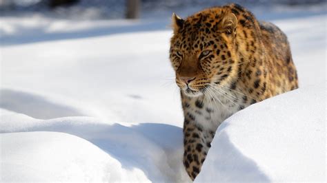 Big Cat Leopard Snow Wildlife Winter Predator Hd Leopard Wallpapers