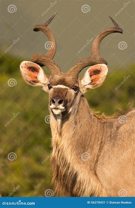 male kudu antelope with long horns stock image image of safari ears 56378431