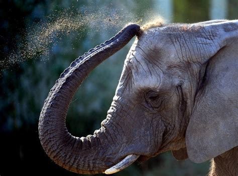 14 Fun Facts About Elephants Fun Facts About Elephants Elephant