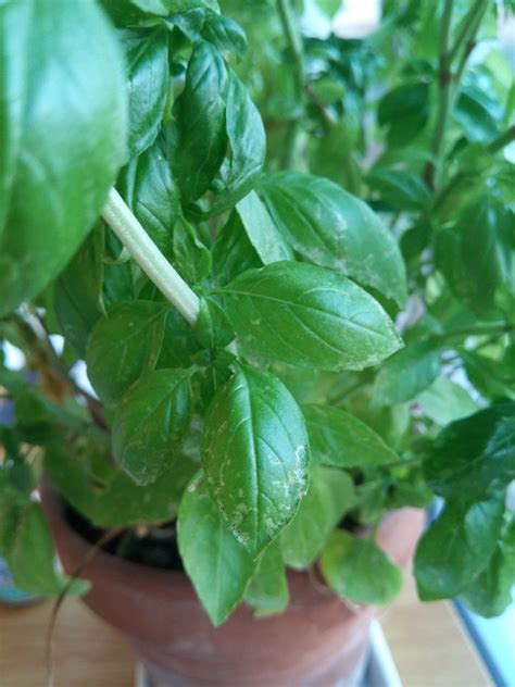 Whats Causing These Small Black Spots On My Basil Plant