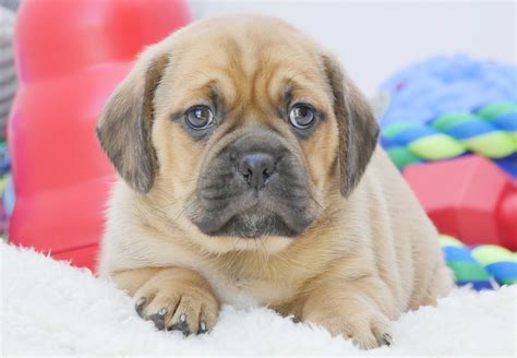 Born december third, wormed, socialized and raised in home with parents on site. Puggle Puppies For Sale | Chevromist Kennels Puppies Australia