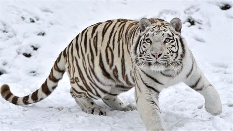 Tiger Albino 1 Hd Animals 4k Wallpapers Images Backgrounds Photos