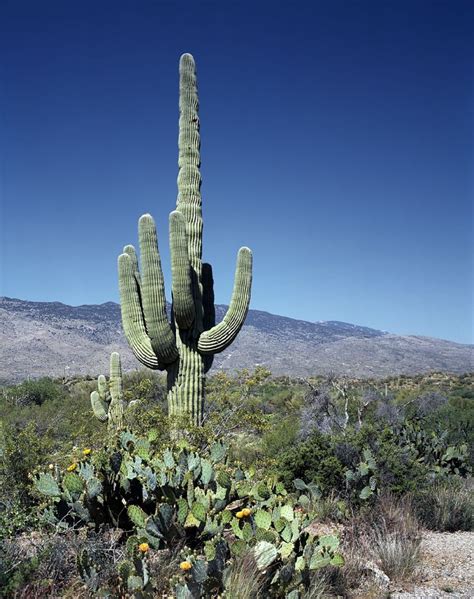 Free Images Landscape Wilderness Mountain Cactus Desert Flower
